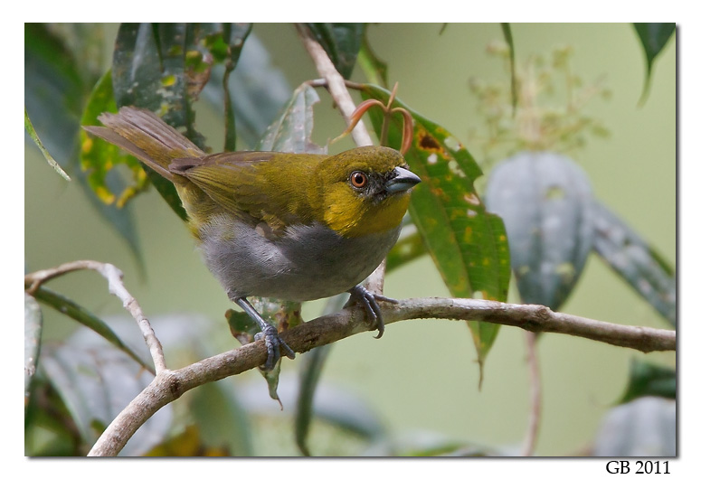 YELLOW-THROATED BUSH-TANAGER